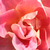 Rose - Rosiers floribunda - Edouard Guillot